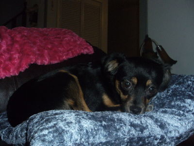 RE: Miniature Pincher / Chihuahua Mix