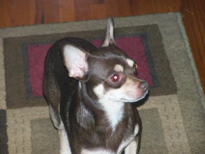 RE: Miniature Pincher / Chihuahua Mix