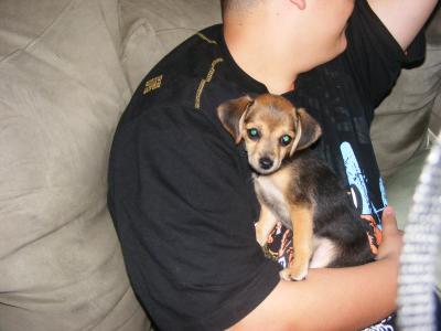 RE: Miniature Pincher / Chihuahua Mix