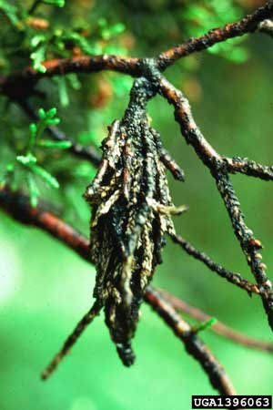 Subject: Bagworms<br>Citation: USDA Forest Service-Northeastern Areas Archives, USDA Forest Service, <a href="http://www.insectimages.org">www.insectimages.org</a> 