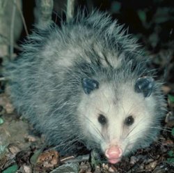 RE: Getting Rid of Possums