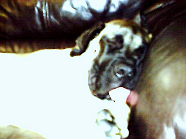 RE: Steve Irwin - Crocodile Hunter - Online Memorial