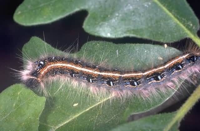 RE: Eastern Tent Caterpillar