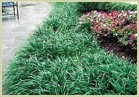 RE: Getting Rid of Monkey Grass