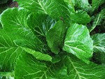 RE: Collard Greens Recipe