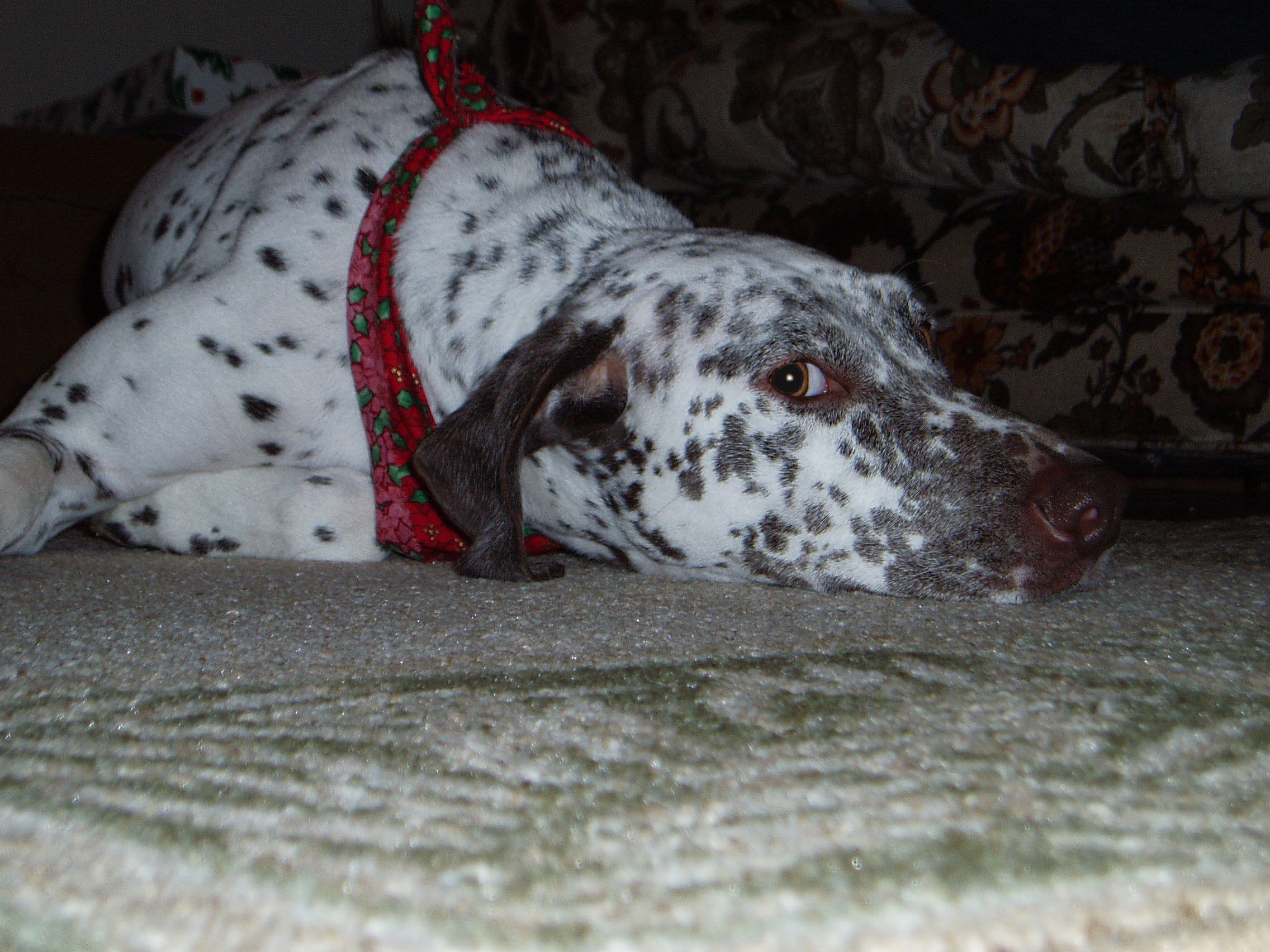 RE: Angel (German Short-haired Pointer/Dalmatian)