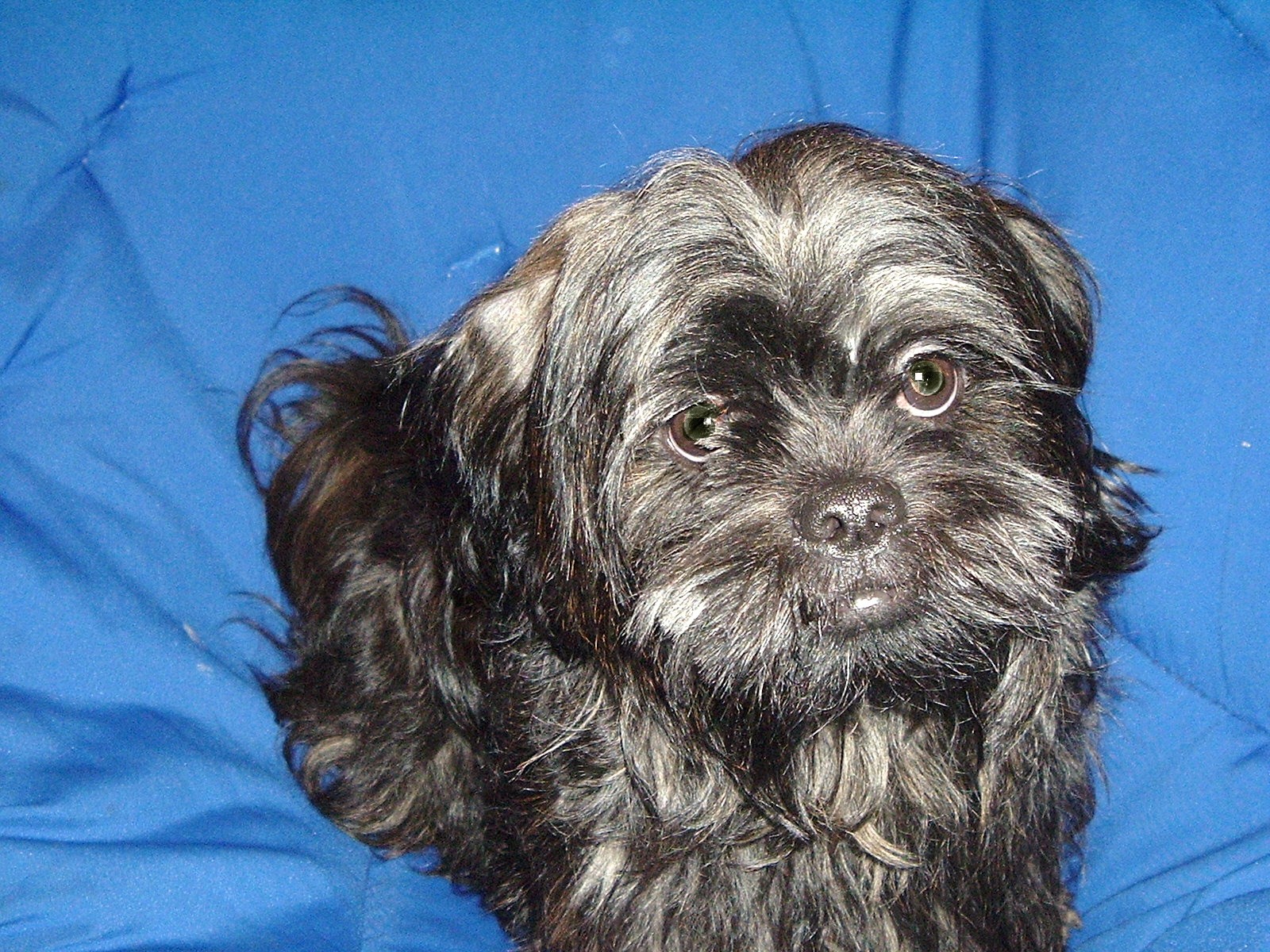 RE: Luckie (Shih Tzu)