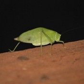 A leaf bug crawling on a wooden beam.