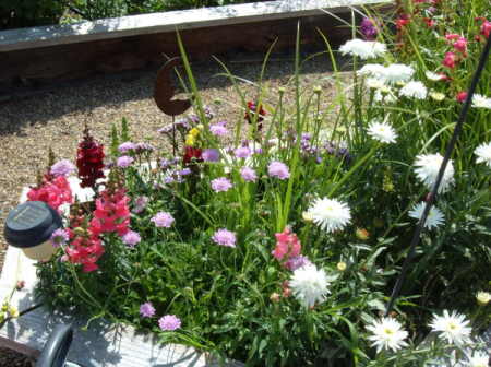 Flowerbed in Lodi, CA