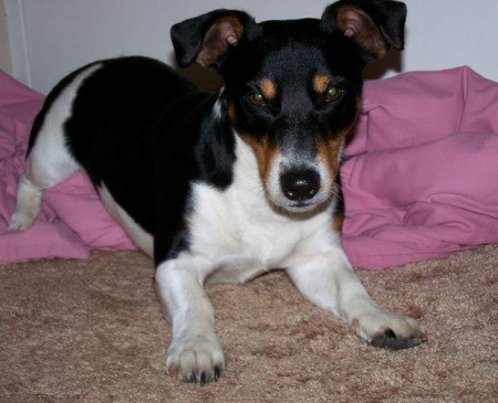 tri-colored small dog, terrier mix