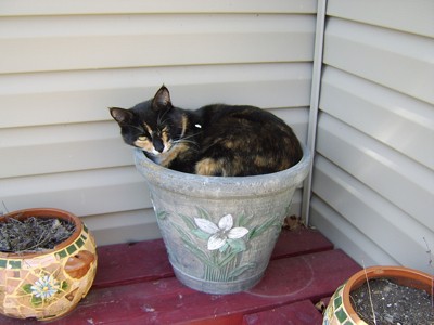 Callie (Calico Cat)