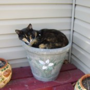 Callie (Calico Cat)