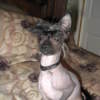 A Chinese Crested dog on a bed