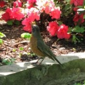 Photo of Robin in Azalea Garden
