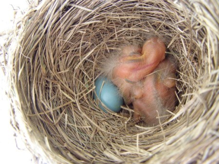 Photo of Baby Birds