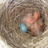 Photo of Baby Birds