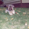Photo of Louie Yorkie Dog