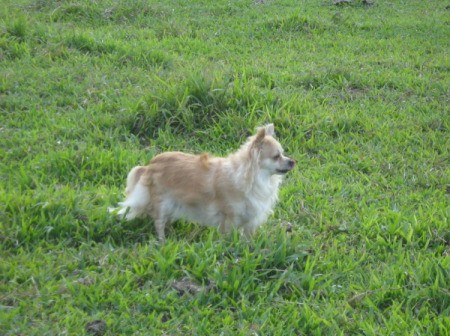 Long Haired Chihuahua in grass