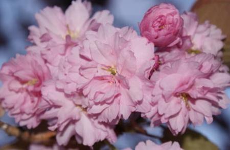 photo of Cherry Blossoms