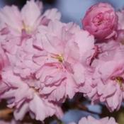 photo of Cherry Blossoms
