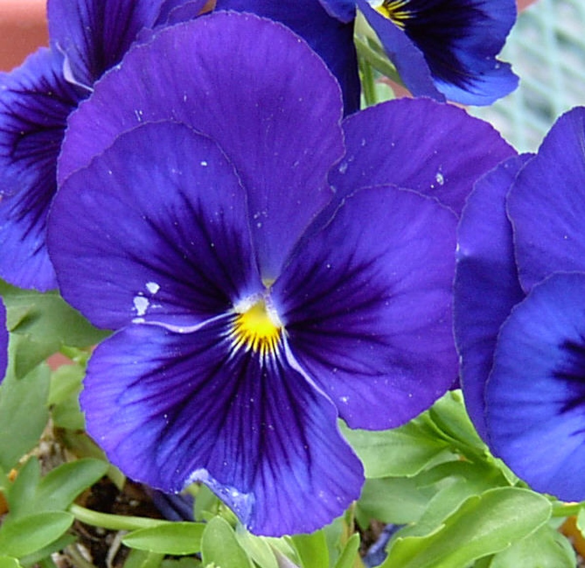 Garden: Purple Pansy (Willow Creek, CA) | ThriftyFun