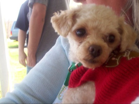 A toy poodle with a red scarf.