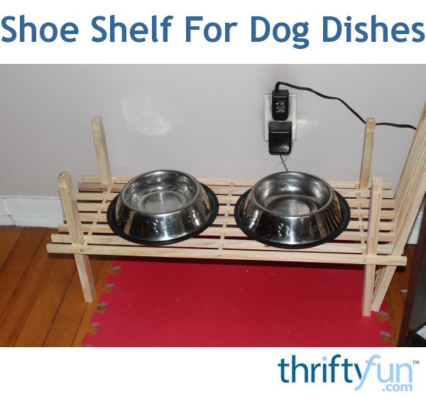 fancy dog dishes