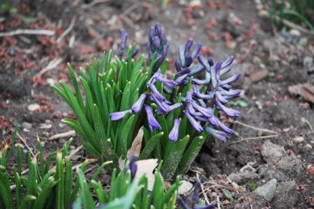 photo of Hyacinths
