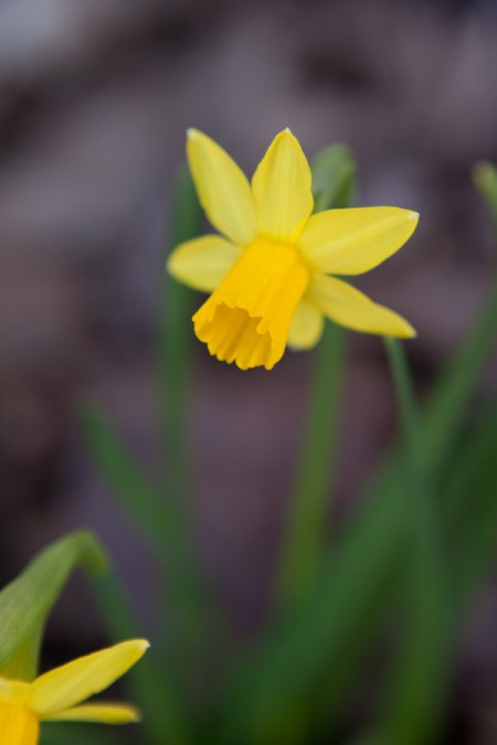 photo of tiny daffodils