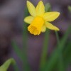 photo of tiny daffodils