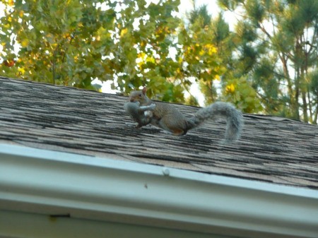 photo of Mama squirrel