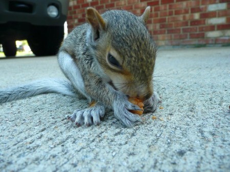 photo of Mama squirrel