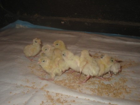 photo of yellow quail chicks