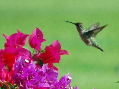 photo of Hummingbird
