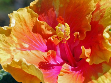 yellow and pink hibiscus close up