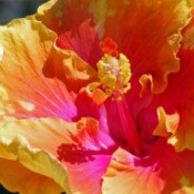 yellow and pink hibiscus close up