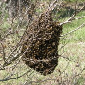 photo of bee hive
