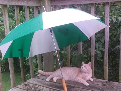 A cat under an umbrella outside