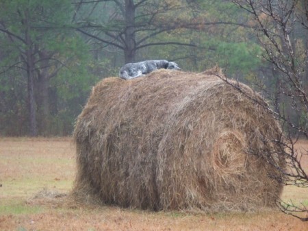 Photo of a dog on a haystack