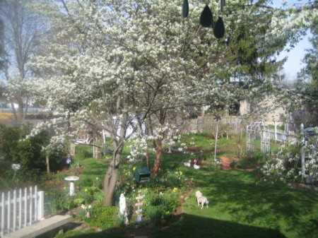 photo of a Blooming Service Berry tree