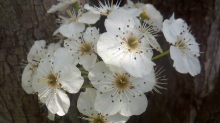 Cluster of white Apple Blossoms