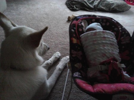 photo of dog laying on carpet