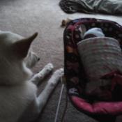 photo of dog laying on carpet
