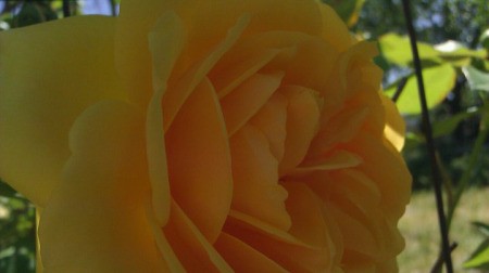 Yellow Rose in Spring