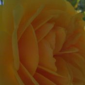 Yellow Rose in Spring