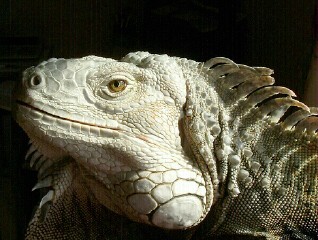 Sambo (Iguana)