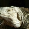 Sambo (Iguana)
