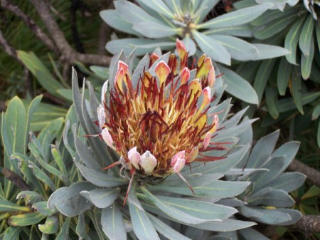 Common Protea South Africa