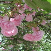 Pink fluffy flowers growing in the spring.