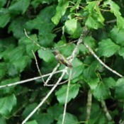 a humming bird resting on a branch